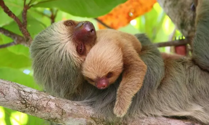 Manuel Antonio National Park one day tour from San Jose