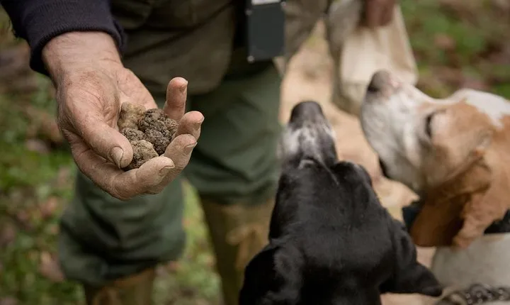 Truffle Hunting and Tasting in San Gimignano with a Tuscan Lunch