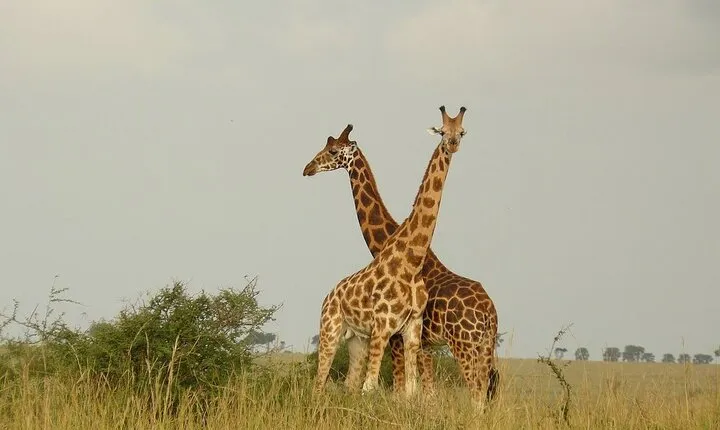 5-Day Big 5 Safari to Murchison and Chimpanzee Tracking