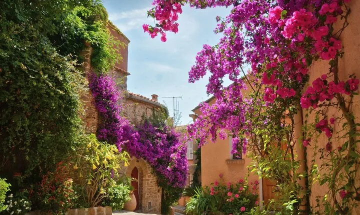 Private Tour from Saint-Tropez to the flowers city