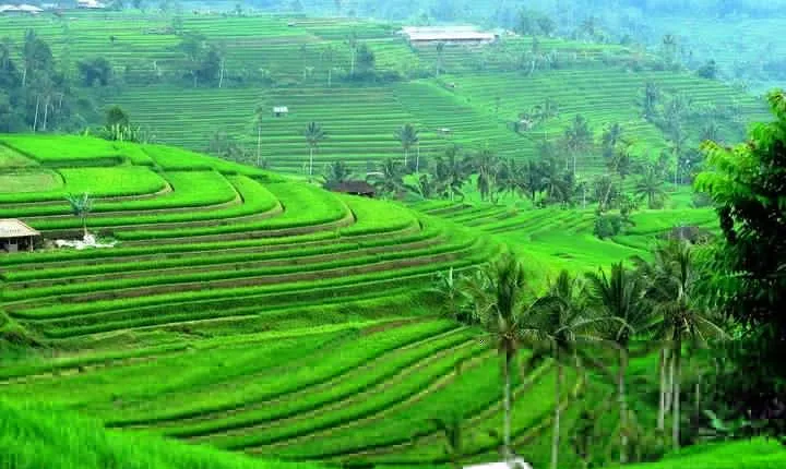 Ancient Temples and Jatiluwih Rice Terrace Private Tour