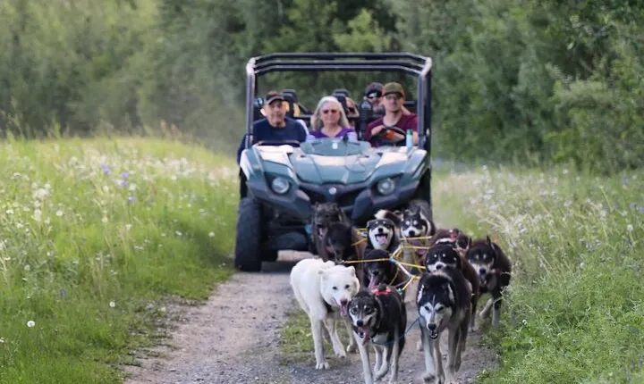 Sled Dog Cart Ride with Guide