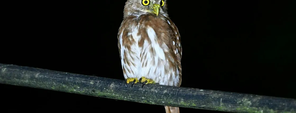 Guided wildlife tour in the Ecuadorian Amazon at night