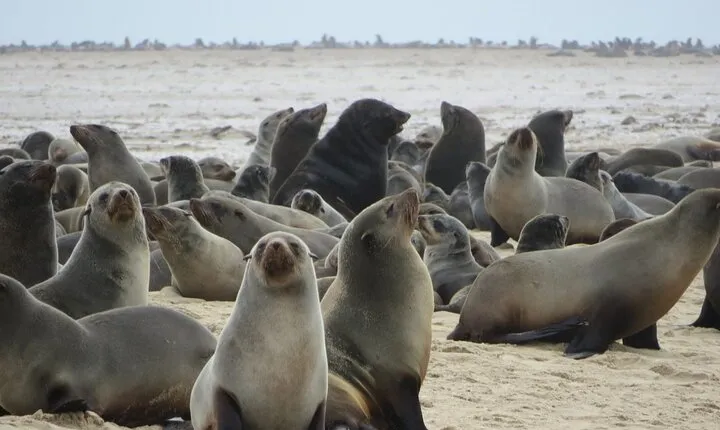 Etosha NP & Swakopmund Safari 4 Days/ 3 Nights (Camping)
