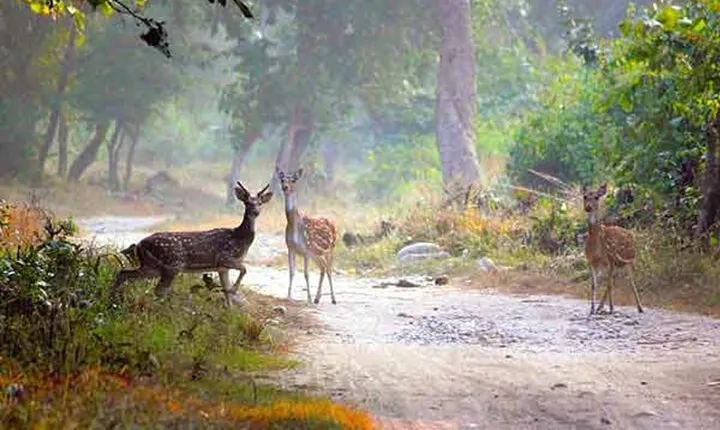 Bangalore to Jim Corbett: 3-Day Double Safari Wildlife Tour