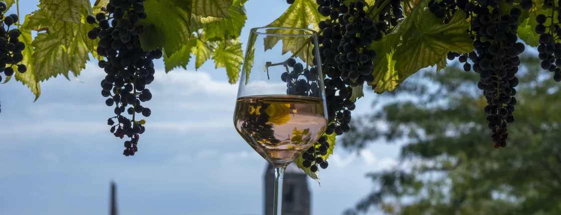 Private Etyek wine tour and dinner with Danube River evening cruise