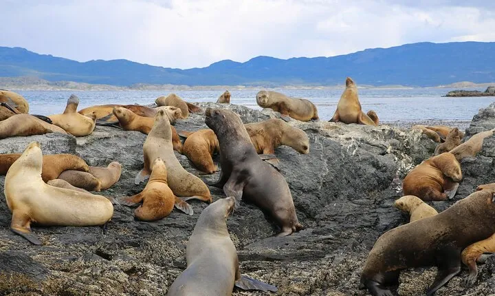 Navigation through the Beagle Channel, Los Lobos and the Bridges