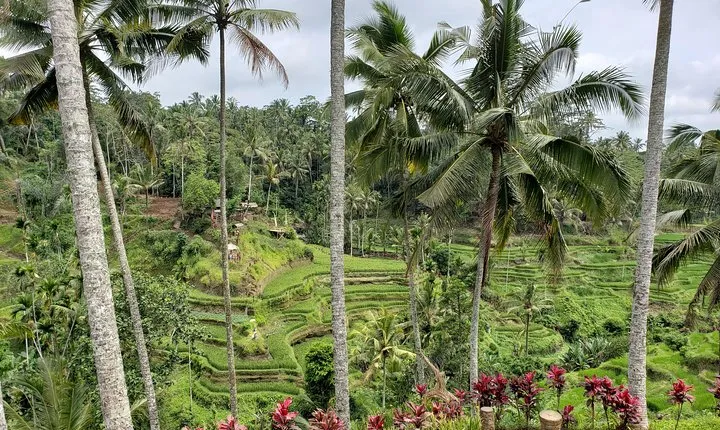 Ubud Private Tour – Best Full-Day All-Inclusive Package