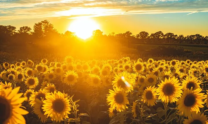 Yolo County Explorer: Culinary & Cultural Audio Tour