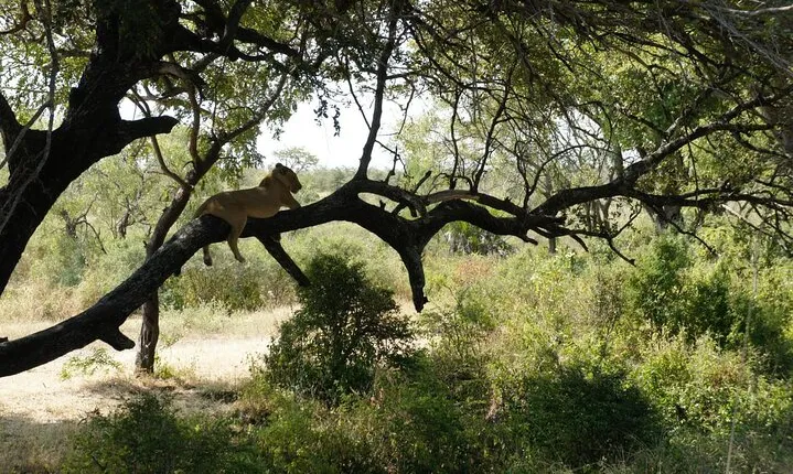 Day Trip Selous Safari Tour from Zanzibar