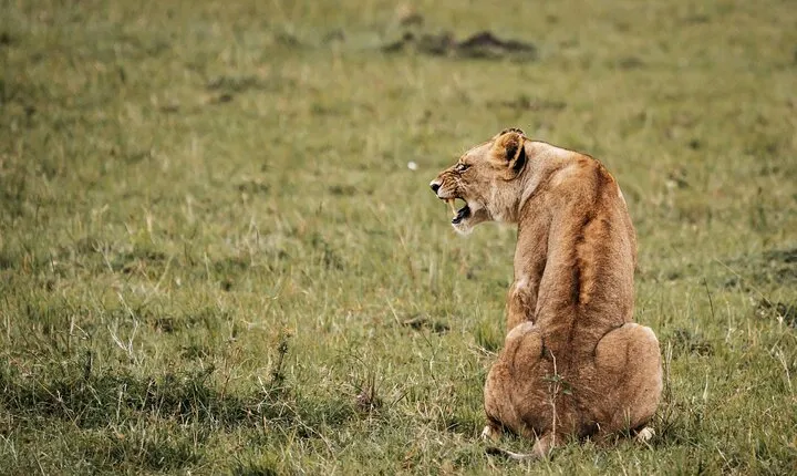 6-Day Maasai Mara, Lake Nakuru and Amboseli Safari