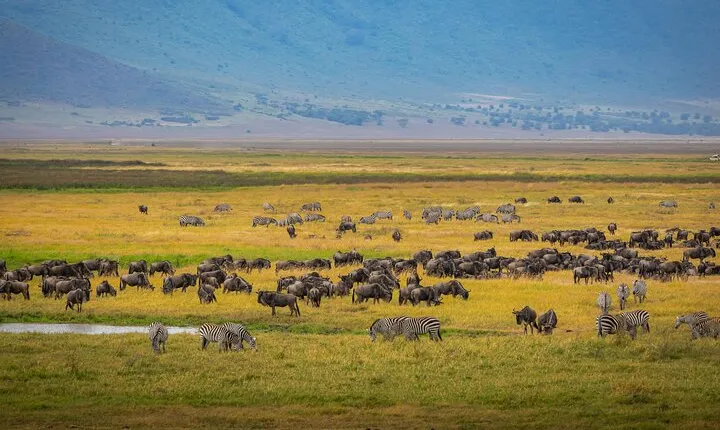5 Days Luxury Safari Through Tarangire Serengeti and Ngorongoro