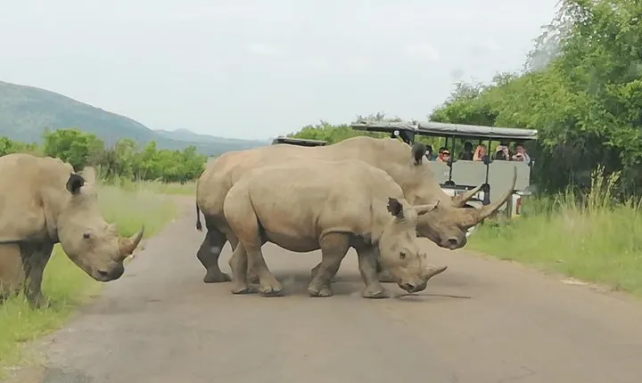 Kruger National Park 3 Days 2 Nights Classic Safari from Johannesburg Private