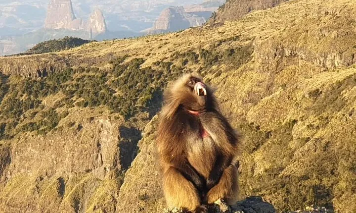 2 Nights 3 Days Trek to Semien Mountain