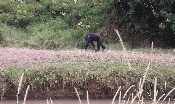 Overnight safari to Olpajeta Conservancy and Mount Kenya Climbing