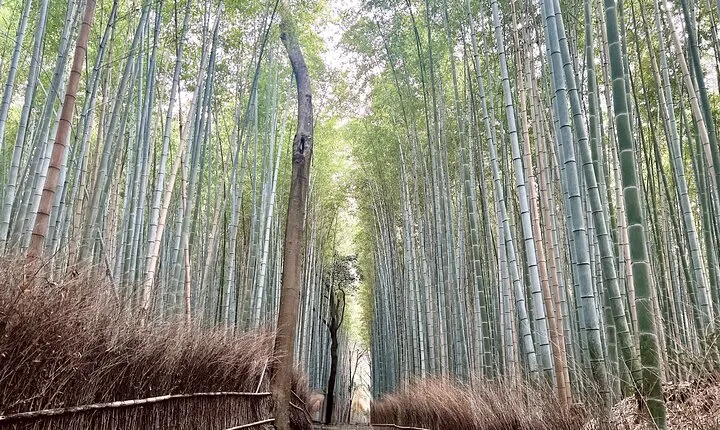 Bamboo Grove Temple and Garden Views Tour
