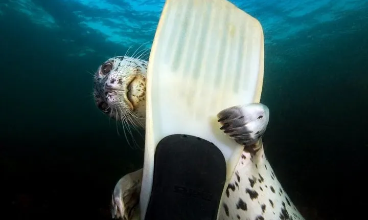 Snorkel, Kayak, and Seal Adventure: Vancouver Boat Tour