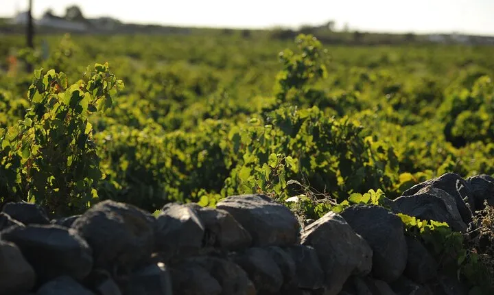 Santorini Private 10 Wine Tastings with Dinner & Oia Sunset
