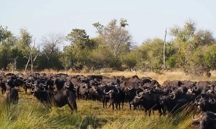 Buffalo Safari 8 Nights 9 days
