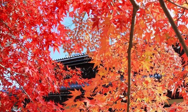 Kyoto Autumn Foliage Private Car Tour Temples and Gardens
