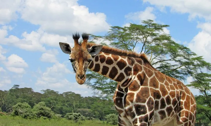 Lake Nakuru Day Trip Safari – & Optional Lake Naivasha Boat