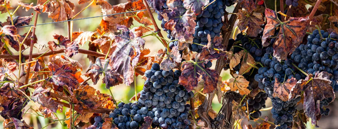 Discovering Cagliari's grape varieties, winery tour and tasting