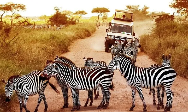 2-Day Private Mikumi National Park Tour with Pickup