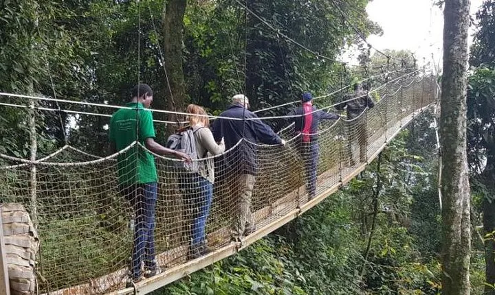 Three-day Nyungwe Canopy and Kivu Lake Adventure