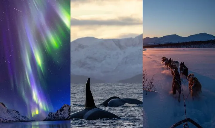 The Best of Tromsø: Whales, Aurora, Dog Sledding, Sami Reindeer