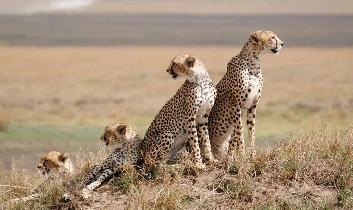 5 Days / 4 Nights Join group safari