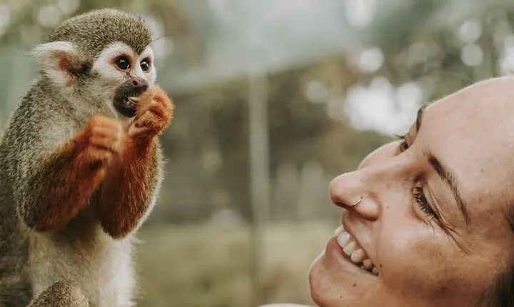 Monkey Jungle with Zip line