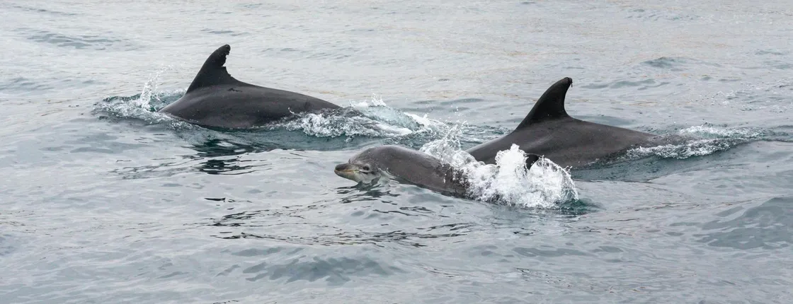 Insonia Cave and Dolphins Speedboat with Transport from Albufeira