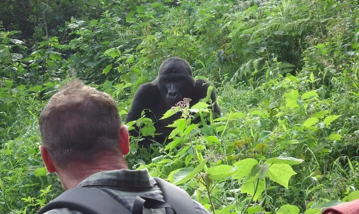 4-Day Gorilla & Chimpanzee Trekking Luxury Fly-in Tour in Uganda