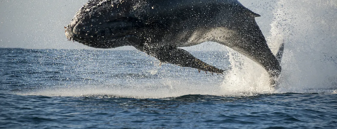 San Diego summer whale and dolphin watching adventure