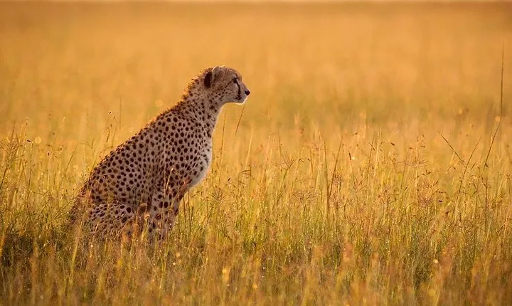 Day Tour: Ngorongoro Conservation Area