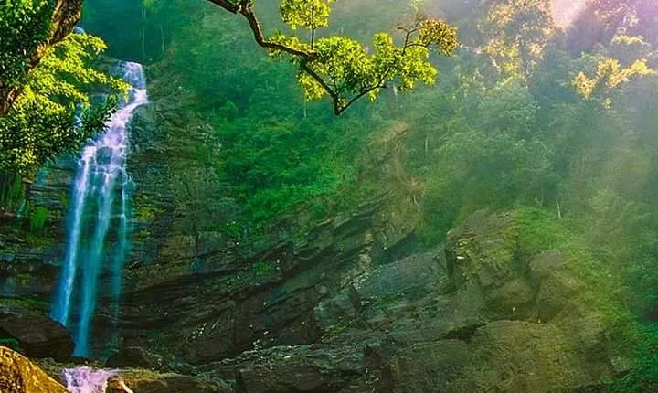 Sinharaja Bird Watching Day Tour from Colombo