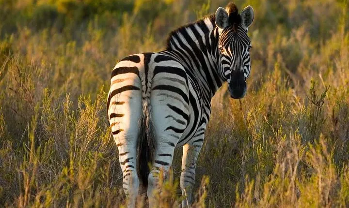 2-Hour Game Drive at the Plettenberg Bay Game Reserve