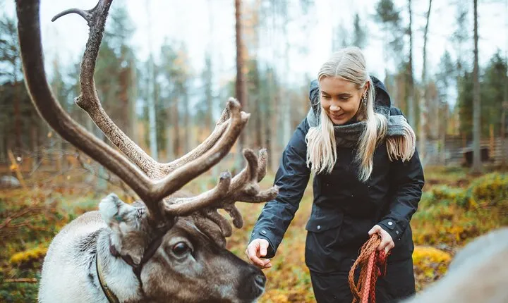Meet and Feed Reindeer in Rovaniemi
