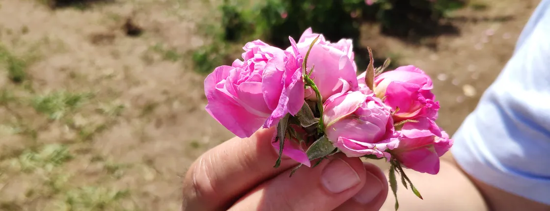 Private Access Rose Festival Kazanlak 05-07.06.2025