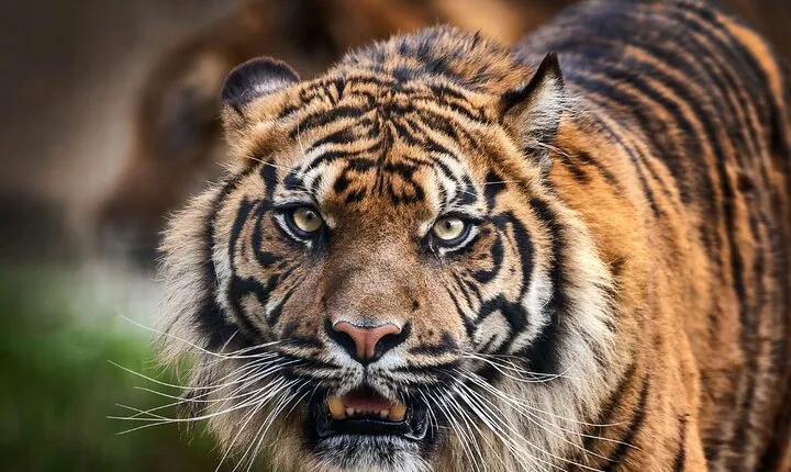8 Day Golden Triangle Tour with Ranthambore {Taj , Tigers & More}