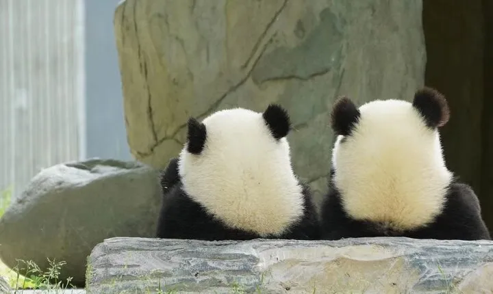 Chengdu Giant Panda Breeding Research Base Ticket