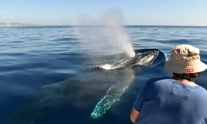 Cabo San Lucas Whale Watching Tour with Photos Included
