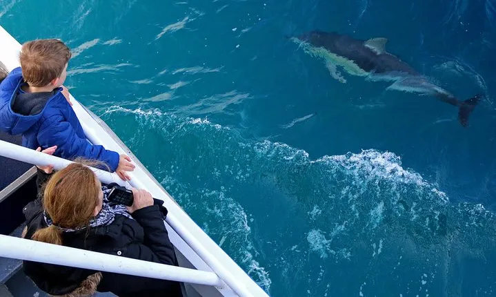 Dolphin & Whale Cruise