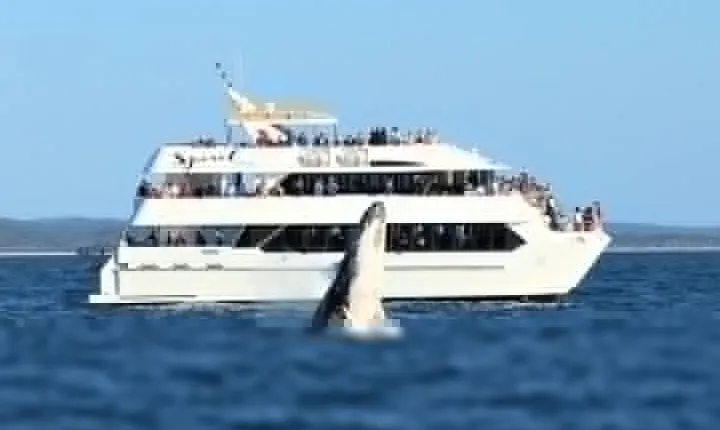 Spirit of Hervey Bay Whale Watching Cruise