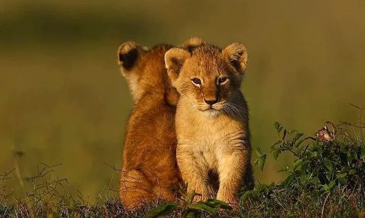 Ngorongoro Adventures in a day