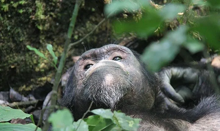 2 days Chimpanzee Tracking and Canopy Walk Nyungwe