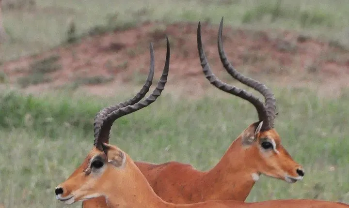 3 Days Tanzania lodge Safari