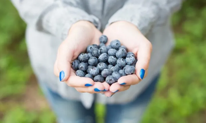 Berry Picking Adventure with BBQ in Lapland