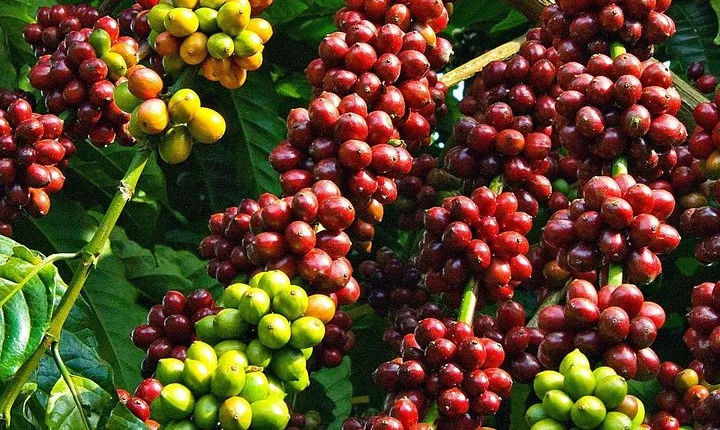 Amazing Coffee full-day tour in Buon Ma Thuot - Daklak