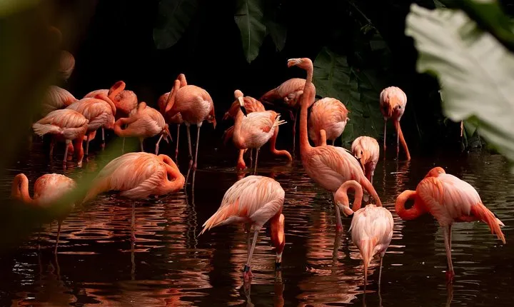 Jurong Bird Park Bird Photography